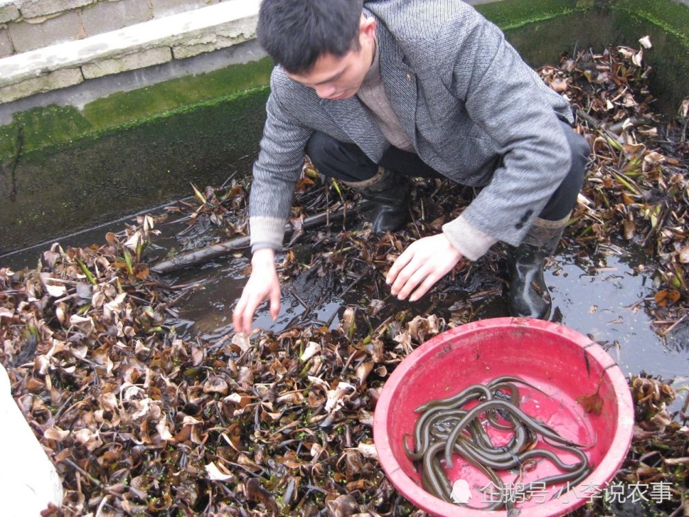 黃鱔養(yǎng)殖最新技術(shù)，提升產(chǎn)量與品質(zhì)的秘訣