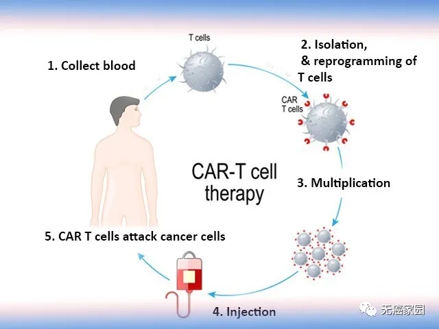 最新CART免疫治療臨床招募，突破癌癥治療的新希望